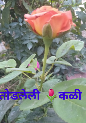 तोडलेली कळी