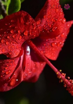 The touch of a HIBISCUS 🌺