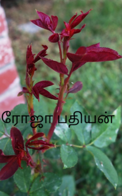 ரோஜா பதியன்