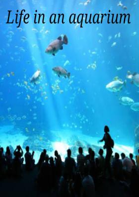 Life In An Aquarium
