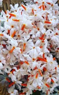 তিলোত্তমা