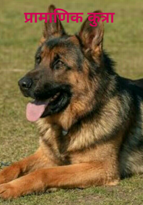 प्रामाणिक कुत्रा