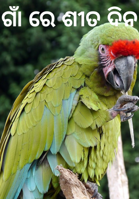 ଗାଁ ରେ ଶୀତ ଦିନ