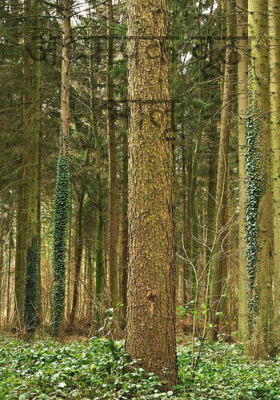 अध्यापक बूढ़ा भालू