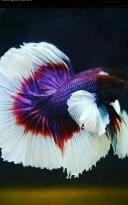 പ്രകൃതി തൻ താരാട്ട്