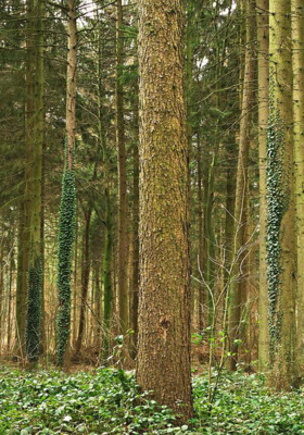 चले आते है