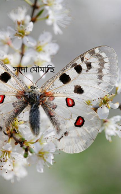 সাদা মৌমাছি