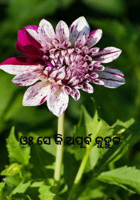 ଓଃ ସେ କି ଅପୂର୍ବ କୁହୁକ