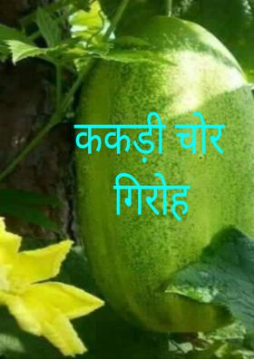 ककड़ी चोर गिरोह