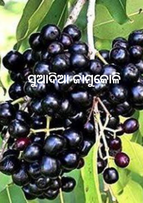 ସୁଆଦିଆ ଜାମୁକୋଳି