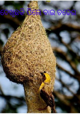 ଦେଖିଛକି ପିଲେ ବାଇ ଚଢେଇ