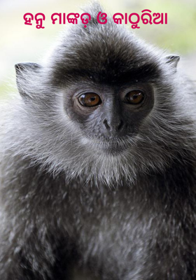 ହନୁ ମାଙ୍କଡ଼ ଓ କାଠୁରିଆ