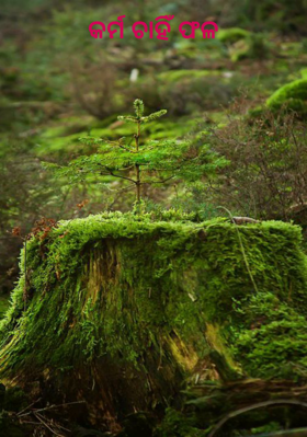 କର୍ମ ଚାହିଁ ଫଳ