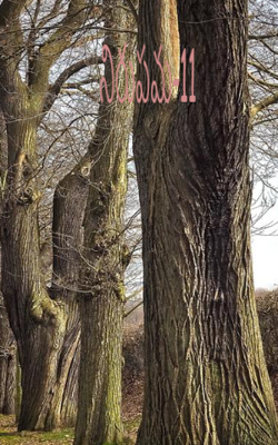 నిరుపమ-11