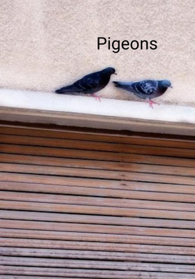Pigeons