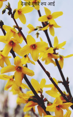 देवाचे दुसरे रुप आई