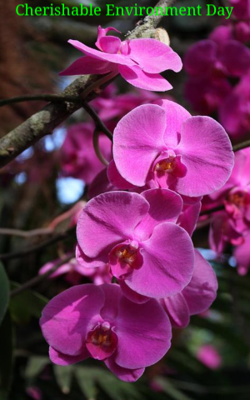 Cherishable Environment Day