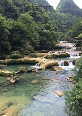 निसर्ग पुष्प