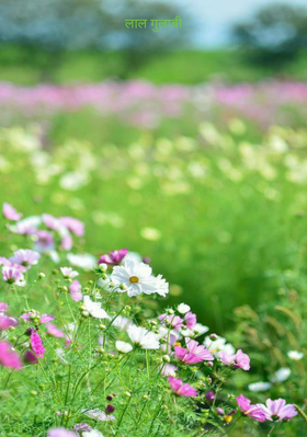 लाल गुलाबी