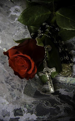 लाल ग़ुलाब