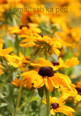 अमलतास के पेड़