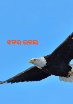 ଝଡର ଇଗଲ
