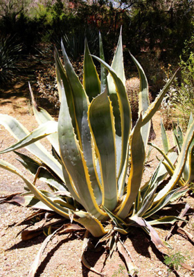 ଷଡ଼ରିପୁ