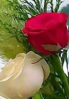 ଭାଲେଣ୍ଟାଇନ୍ ଡେ