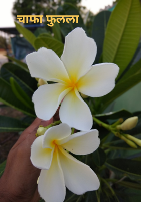 चाफा फुलला