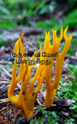 முருகனின் மேனி மின்னுகிறது