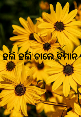 ହଲି ହଲି ଚାଲେ ବିମାନ