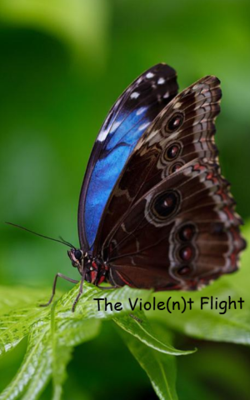 The Viole(n)t Flight
