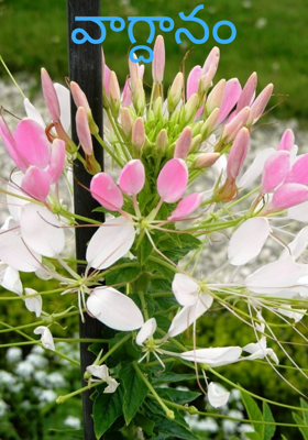 వాగ్దానం