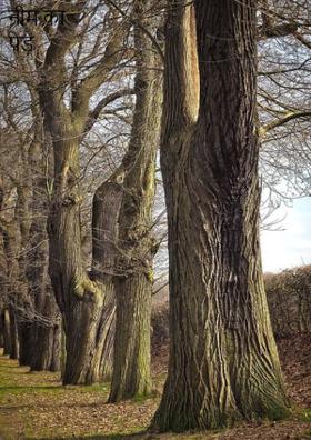 नीम का पेड़