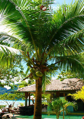 Coconut Tree