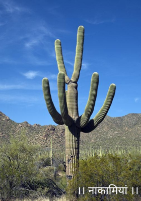 नाकामियां