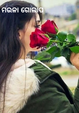 ମଉଳା ଗୋଲାପ