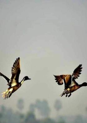 ଆ ମିତ ଆମେ ଉଡିବା