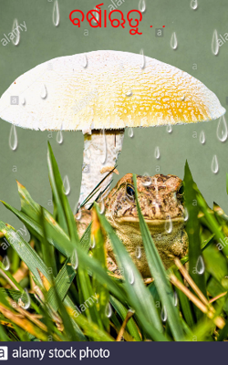 ବର୍ଷାଋତୁ