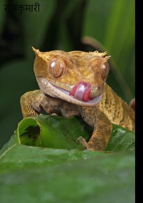 राजकुमारी