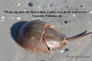 "Wake up now for Horseshoe Crabs, save it for tomorrow."
- Upasana Pattanayak.