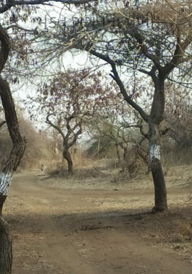 મુક્ત ગગનના પંખી