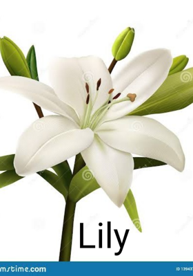 Lily