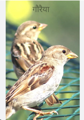 गौरैया 