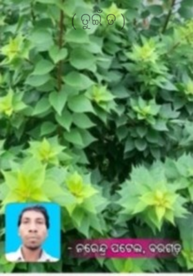 ତୁଇଁ ତ