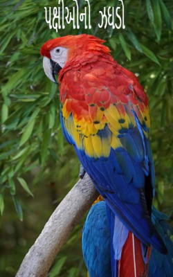 પક્ષીઓનો  ઝઘડો