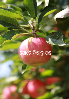 ଗୋଟେ ବିଷାକ୍ତ ଗଛ