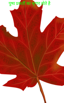 पुष्प प्रकृर्ति का श्रृंगार होते है