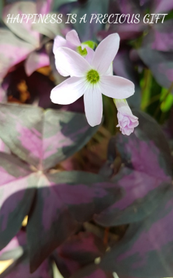 Happiness Is A Precious Gift