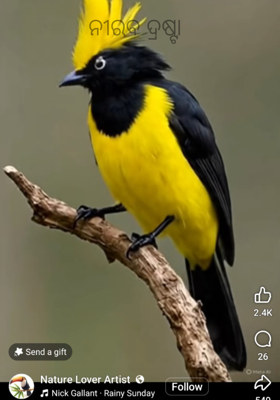 ନୀରବ ଦ୍ରଷ୍ଟା 